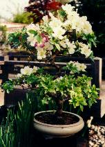 Satsuki Azalea Bonsai (12KB)